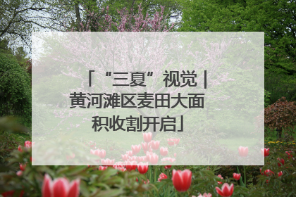 “三夏”视觉｜黄河滩区麦田大面积收割开启