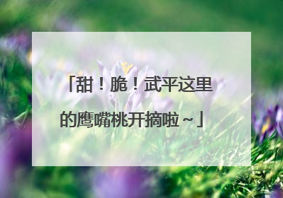 甜！脆！武平这里的鹰嘴桃开摘啦～