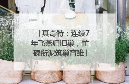 真奇特：连续7年飞燕归旧巢，忙碌衔泥筑巢育雏