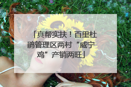 真帮实扶！百里杜鹃管理区两村“威宁鸡”产销两旺