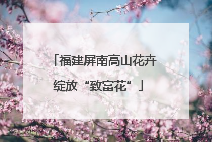 福建屏南高山花卉绽放“致富花”