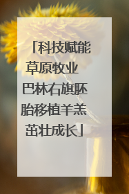 科技赋能草原牧业 巴林右旗胚胎移植羊羔茁壮成长
