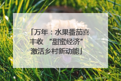 万年：水果番茄喜丰收 “甜蜜经济”激活乡村新动能