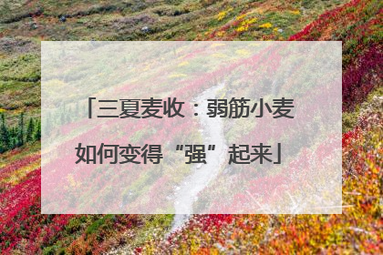 三夏麦收：弱筋小麦如何变得“强”起来