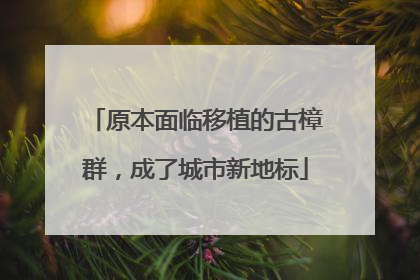 原本面临移植的古樟群，成了城市新地标
