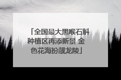 全国最大黑喉石斛种植区再添新景 金色花海扮靓龙陵