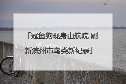 冠鱼狗现身山航院 刷新滨州市鸟类新纪录