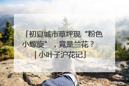 初夏城市草坪现“粉色小螺旋”，竟是兰花？ | 小叶子沪花记