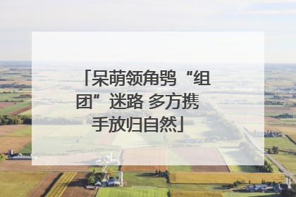 呆萌领角鸮“组团”迷路 多方携手放归自然