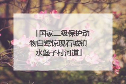国家二级保护动物白鹭惊现石城镇水堡子村河道