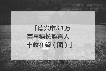 德兴市3.1万亩早稻长势喜人 丰收在望（图）