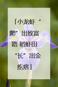 小龙虾“爬”出致富路 稻虾田“长”出金疙瘩