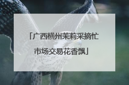 广西横州茉莉采摘忙 市场交易花香飘