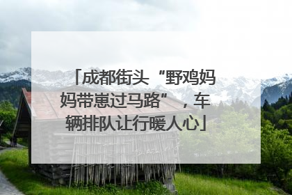 成都街头“野鸡妈妈带崽过马路”，车辆排队让行暖人心