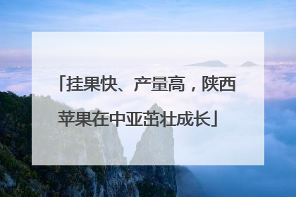挂果快、产量高，陕西苹果在中亚茁壮成长