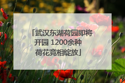 武汉东湖荷园即将开园 1200余种荷花竞相绽放