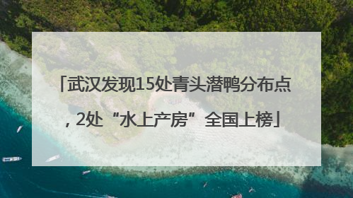 武汉发现15处青头潜鸭分布点，2处“水上产房”全国上榜
