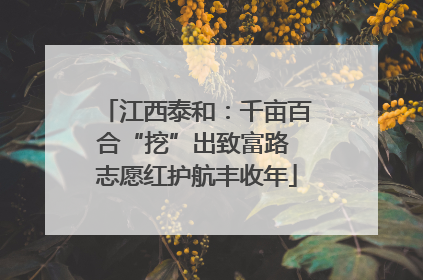 江西泰和：千亩百合“挖”出致富路 志愿红护航丰收年