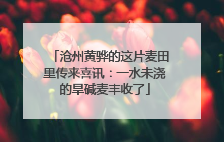 沧州黄骅的这片麦田里传来喜讯：一水未浇的旱碱麦丰收了