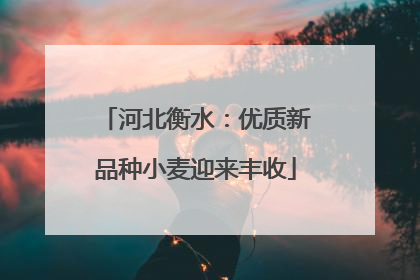 河北衡水：优质新品种小麦迎来丰收