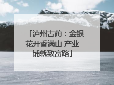 泸州古蔺：金银花开香满山 产业铺就致富路