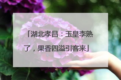 湖北孝昌：玉皇李熟了，果香四溢引客来