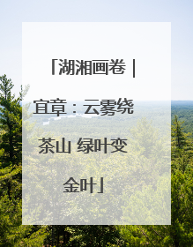 湖湘画卷｜宜章：云雾绕茶山 绿叶变金叶