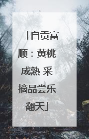 自贡富顺：黄桃成熟 采摘品尝乐翻天