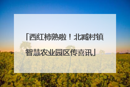西红柿熟啦！北臧村镇智慧农业园区传喜讯