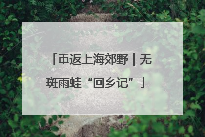 重返上海郊野｜无斑雨蛙“回乡记”