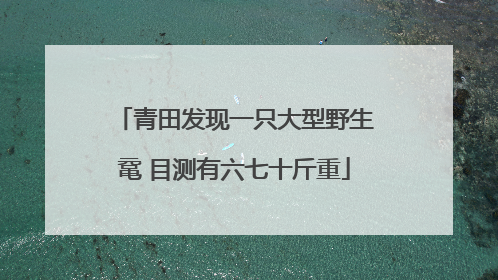 青田发现一只大型野生鼋 目测有六七十斤重