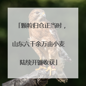 颗粒归仓正当时，山东六千余万亩小麦陆续开镰收获