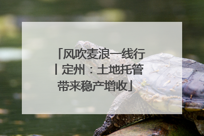 风吹麦浪一线行丨定州：土地托管带来稳产增收
