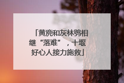 黄麂和灰林鸮相继“落难”，十堰好心人接力施救