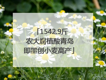 1542.9斤 农大腐植酸青岛即墨创小麦高产