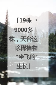 19株→9000多株，天台这一珍稀植物“坐飞的”生长