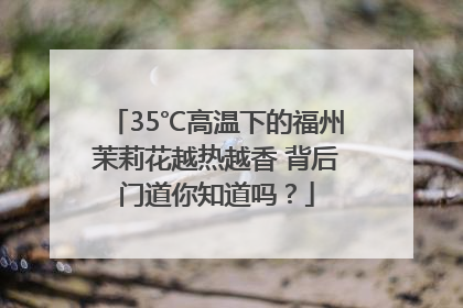 35℃高温下的福州茉莉花越热越香 背后门道你知道吗？